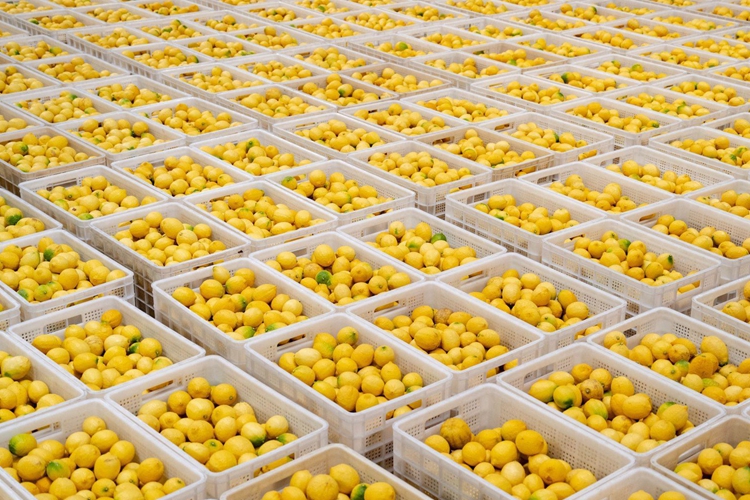 Lemon Cold Storage Cost per Cubic Meter: Key Pricing Factors Explained