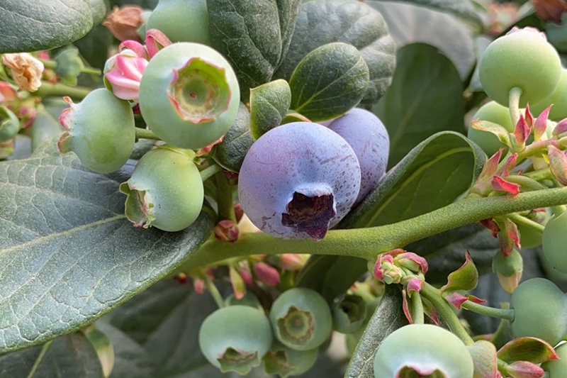Sichuan Liangshan 3000m³ Blueberry Cold Storage Project: Customized Energy-Efficient Solution for Fresh Berry Preservation