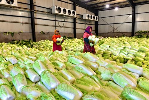 Chinese cabbage cold storage